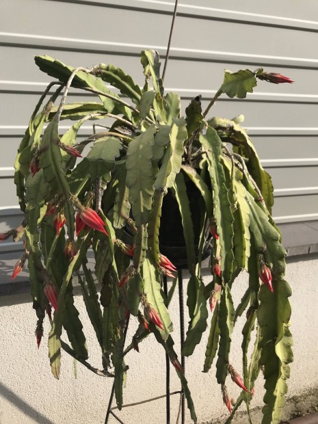 Nagy piros virg kaktusz 30-40 bimbval