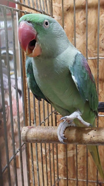 Nagy s�ndor papag�j