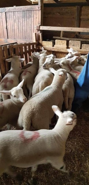 Nagy sly brnyokat tokjuh kosokat vennk 