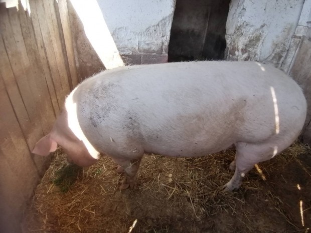 Nagy súlyú koca, csere is érdekel!
