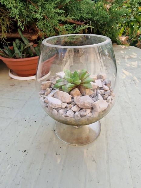 Nagy talpaspohárba ültetett szemölcsliliom (Haworthia cymbiformis)