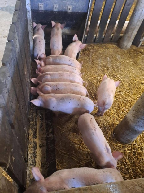 Nagyfehér anya és Pietrain durok apától való malacok