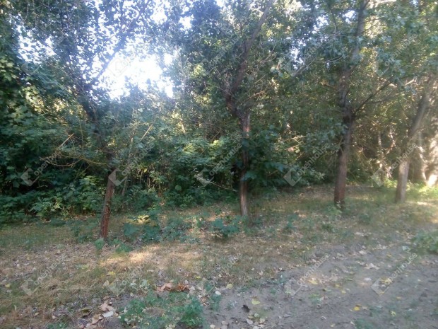 Nagykörűben a Tisza-parttól 10 méterre zártkert eladó!