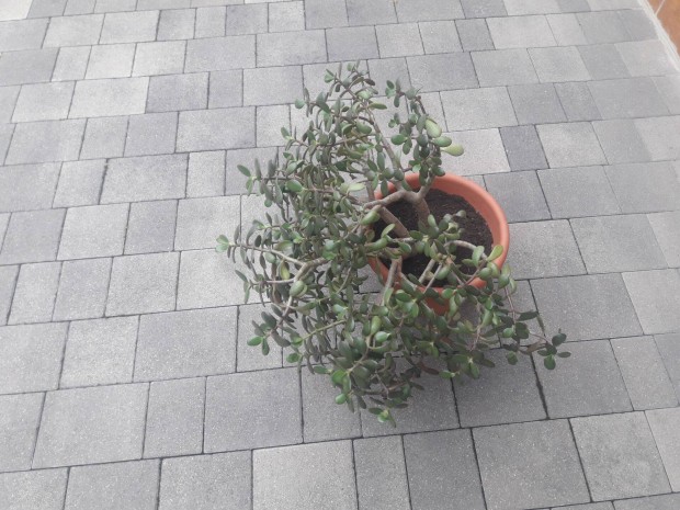 Nagyméretű Crassula - Pénzfa