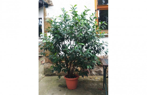 Nagymret ficus ginseng