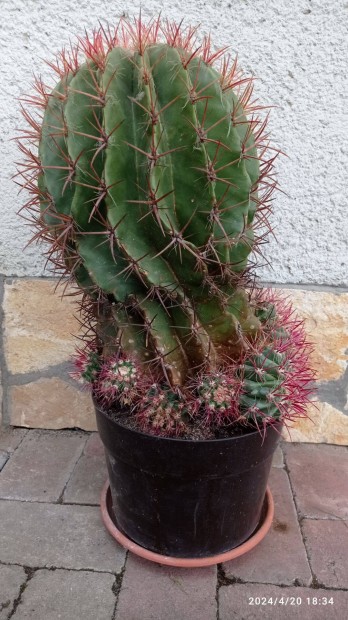 Nagymret kaktusz elad