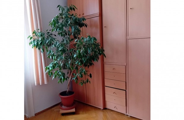 Nagymret szobanvny