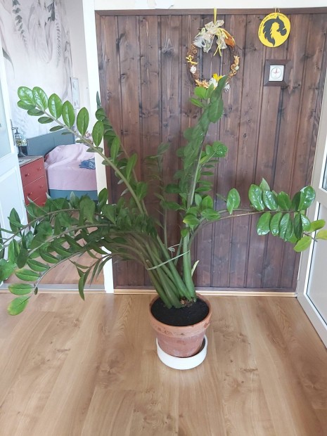 Nagym�ret� zamioculcas