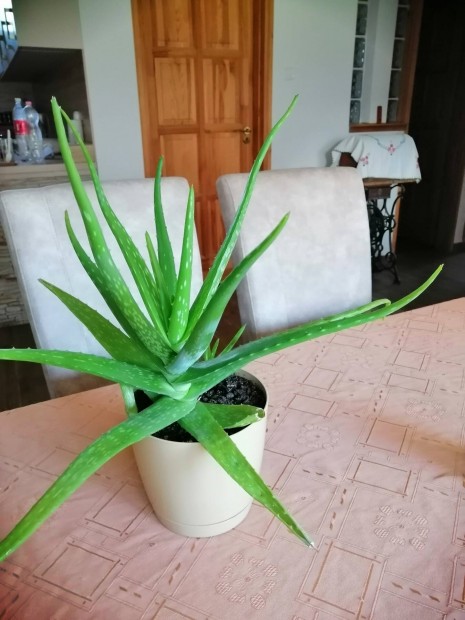 Nagyobb mret orvosi aloe (Aloe Vera), 4 kisebb hajtssal 