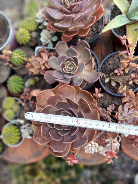 Nagyobb m�ret� pirosas level� pozsga r�zsa �tm 15cm