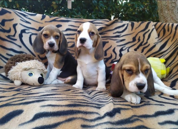 Nagyon cuki beagle kiskutyusok azonnal elvihetők!