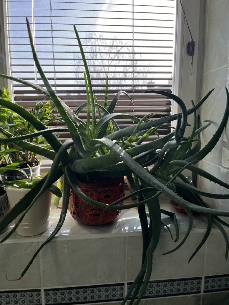 Nagyra ntt aloe vera nvny