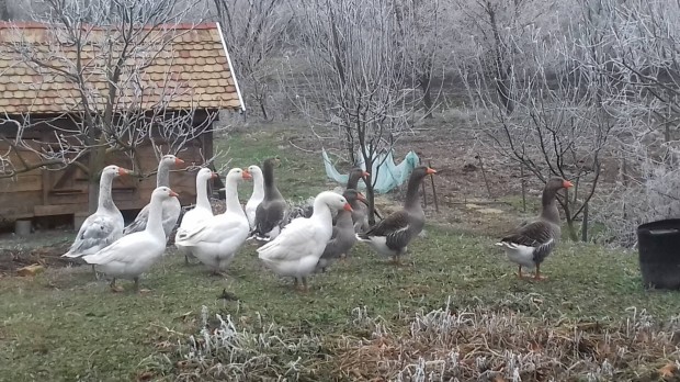 Nagytest magyar fehr s szrke tenyszgnrok eladk