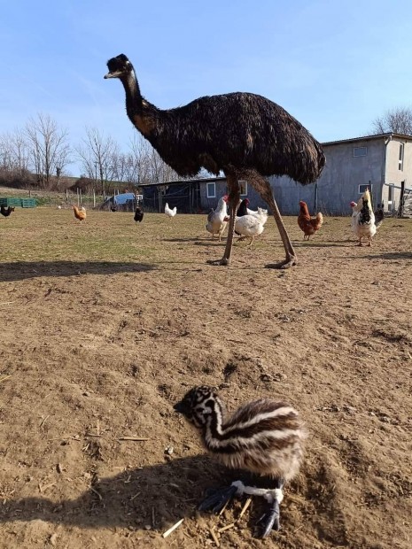 Napos EMU csibék költöznének Pécsről!