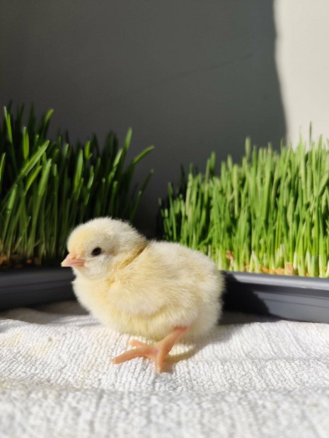 Napos �s El�nevelt Csibe