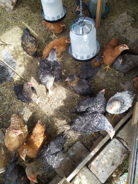 Napos csibe , előnevelt csirke , tyúk kakas szabadtartásos baromfi