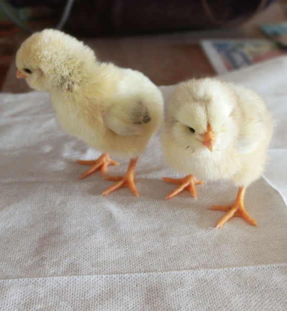 Napos csirke araucana