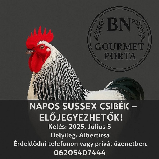 Napos sussex csibe