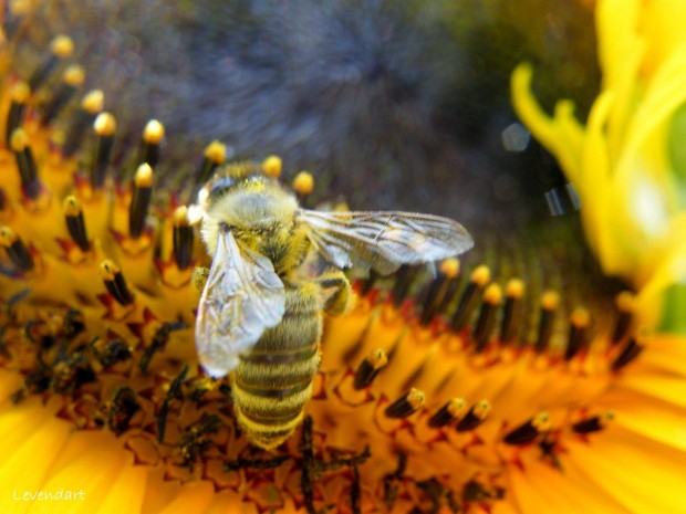 Napraforgó méz, termelői