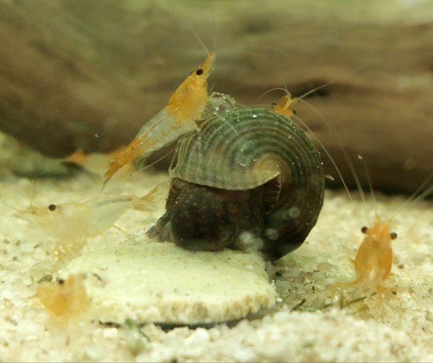 Narancs rili garnla (Neocaridina) / orange rili  