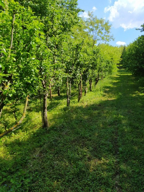 Natura 2000 telek Sitke kzelben