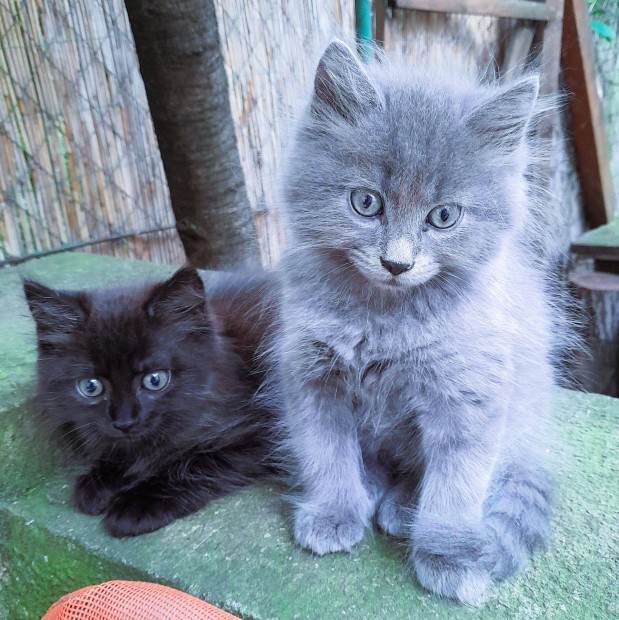 Nebelung macskk elvihetk