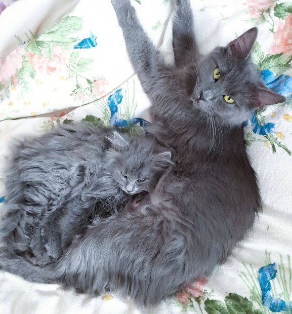 Nebelung macskk foglalhatk