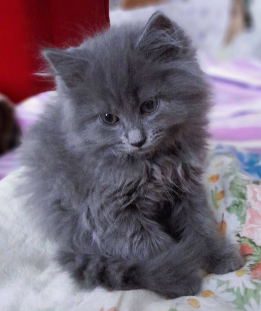 Nebelung macskk foglalhatk