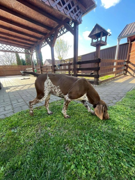 Német Vizsla szuka kutya eladó!