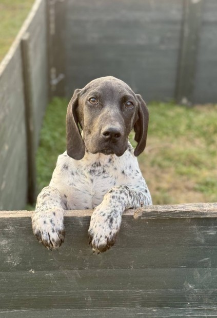 Nmet vizsla jelleg kiskutya ingyen