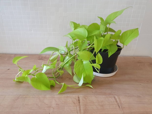 Neon zld szobai futnvny (Epipremnum aureum 'Neon')