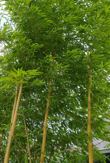 Neonszr ris vastag bambusz- Phyllostachys vivax Huanwenzhu Inversa