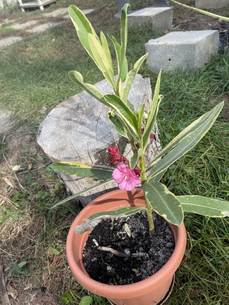 Nerium oleander 'Variegata' - Tarka levelű leander