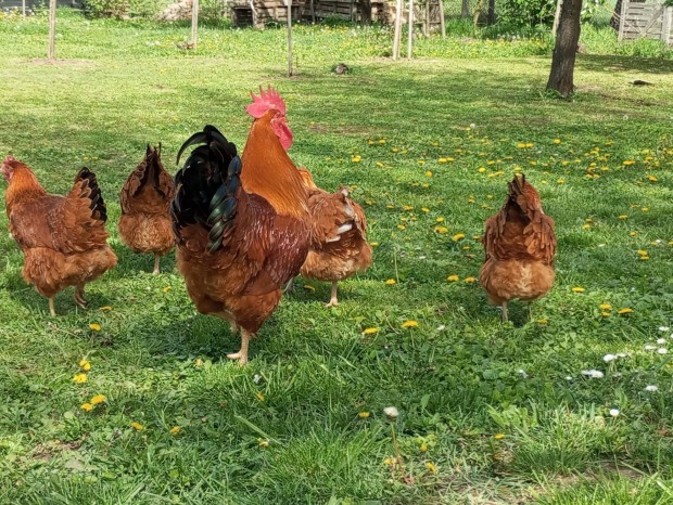 New Hampshire csirke elad