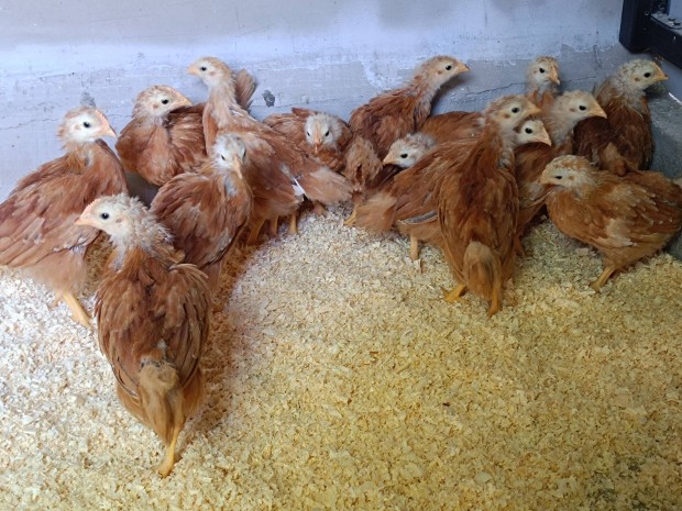 New hamshire csirkk eladk 