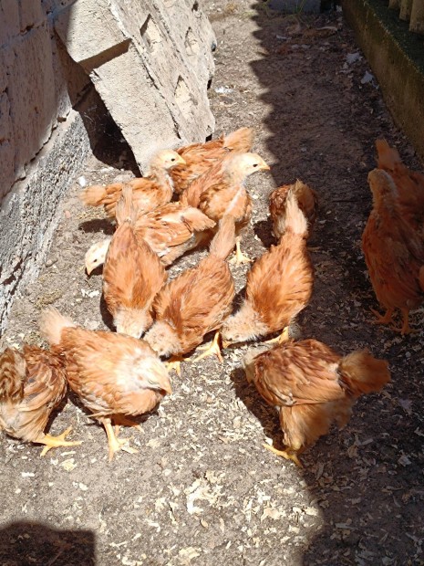 New hamshire csirkk eladk 