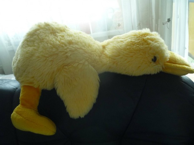 Nici nagym�ret� s�rga kacsa