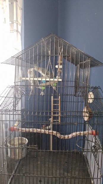 Nímfa papagájok kalitkával