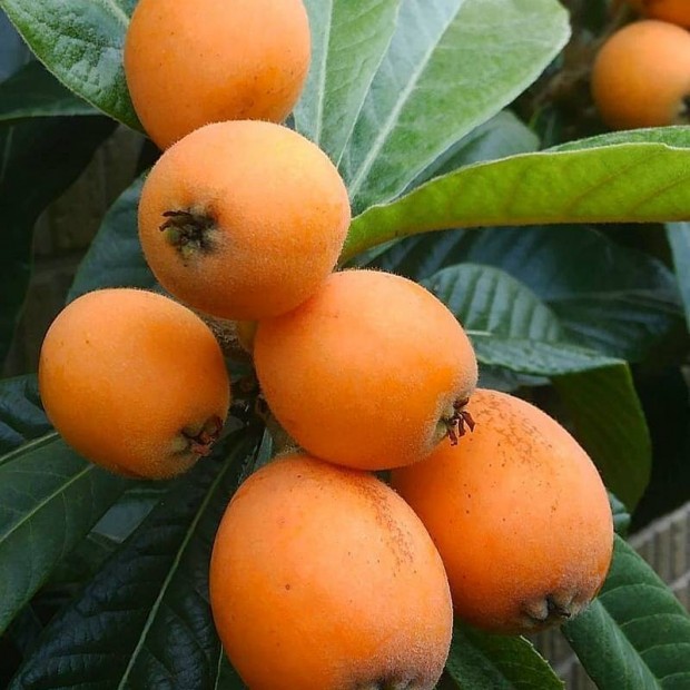 Nispero, japn naspolya, Loquat (Eriobotrya japonica) oltvnyok eladk