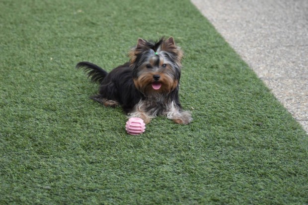 Noel, Trzsknyves Yorkshire terrier / Yorki fi, minden oltssal