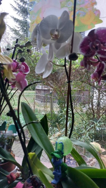 Nnapi orchidek!