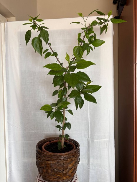 Nnapi virg-Nagy azalea