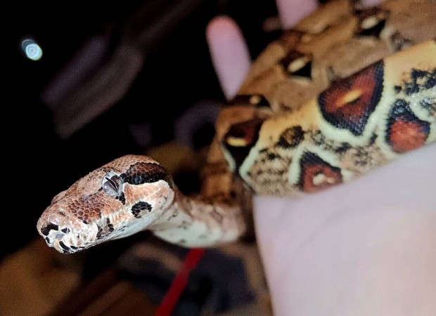 Normal Boa Constrictor hm 