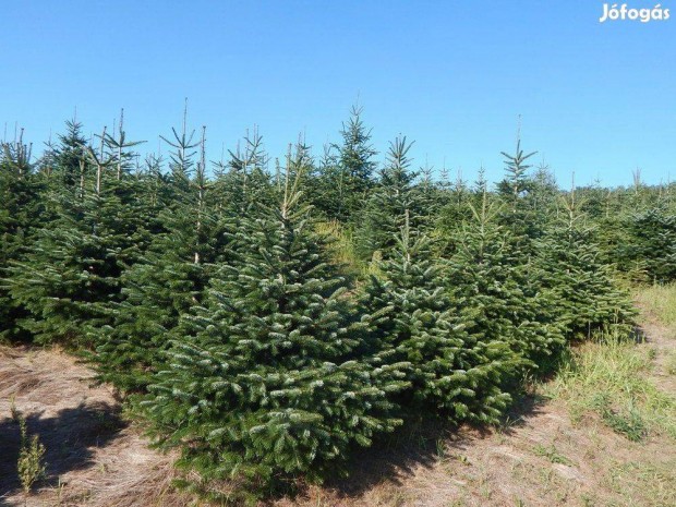 Normandfenyő, nordmann, normand fenyő, abies nordmanniana, fenyőfa