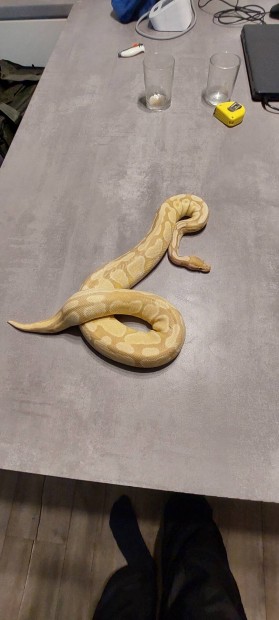 Nstny banana kirly piton 