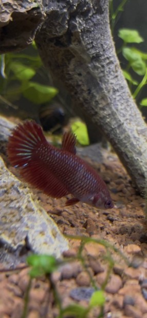 Nstny betta (szimi harcoshal) elad