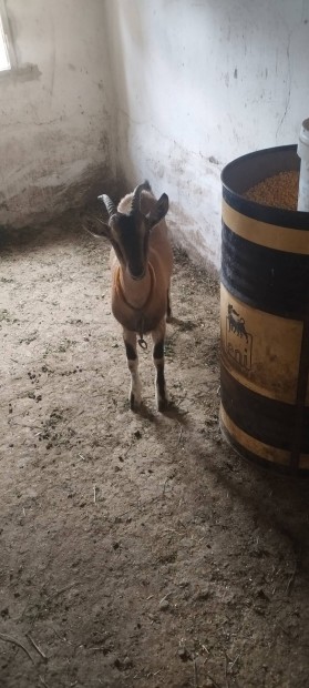 Nstny kecske elad vagy csere vlasztsi malac ra.