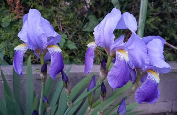 Nszirom (iris, risz) kerti virg elad