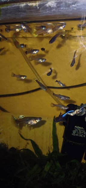 Nvendk guppik 