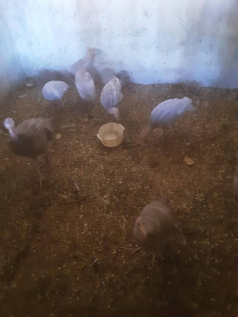 Nvendk pulykk Kecskemten 
